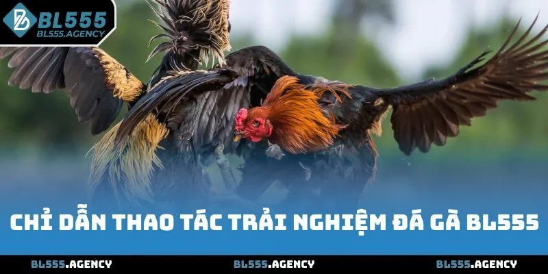 Chỉ dẫn thao tác trải nghiệm đá gà tại BL555