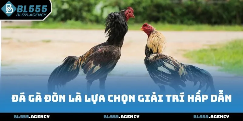 Đá gà đòn là lựa chọn giải trí hấp dẫn