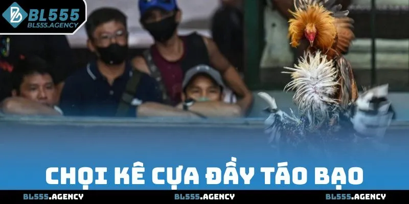 Trải nghiệm chọi kê cựa đầy táo bạo