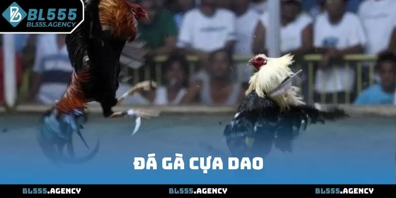 Đá Gà Cựa Dao BL555 Và Những Điều Thú Vị Bạn Cần Biết