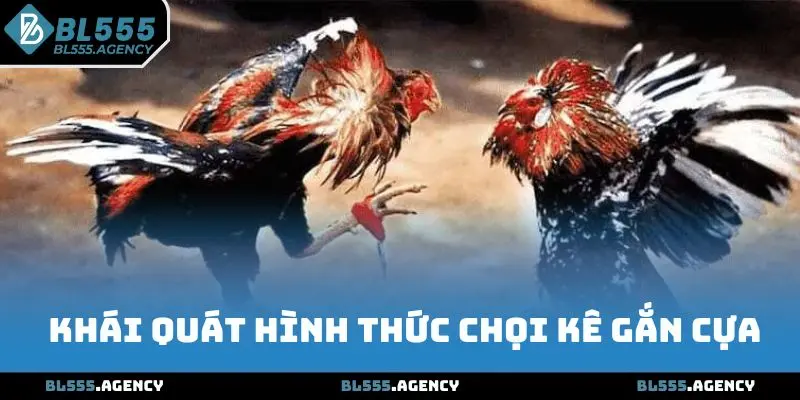 Khái quát hình thức đá gà cựa dao