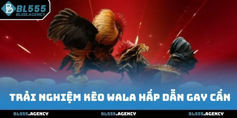 Trải nghiệm kèo Wala hấp dẫn gay cấn